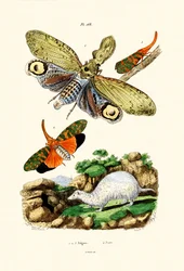 Mosca Linterna